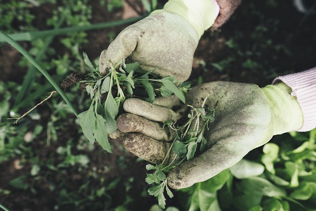 De rol van de hovenier in het creëren van jouw droomtuin